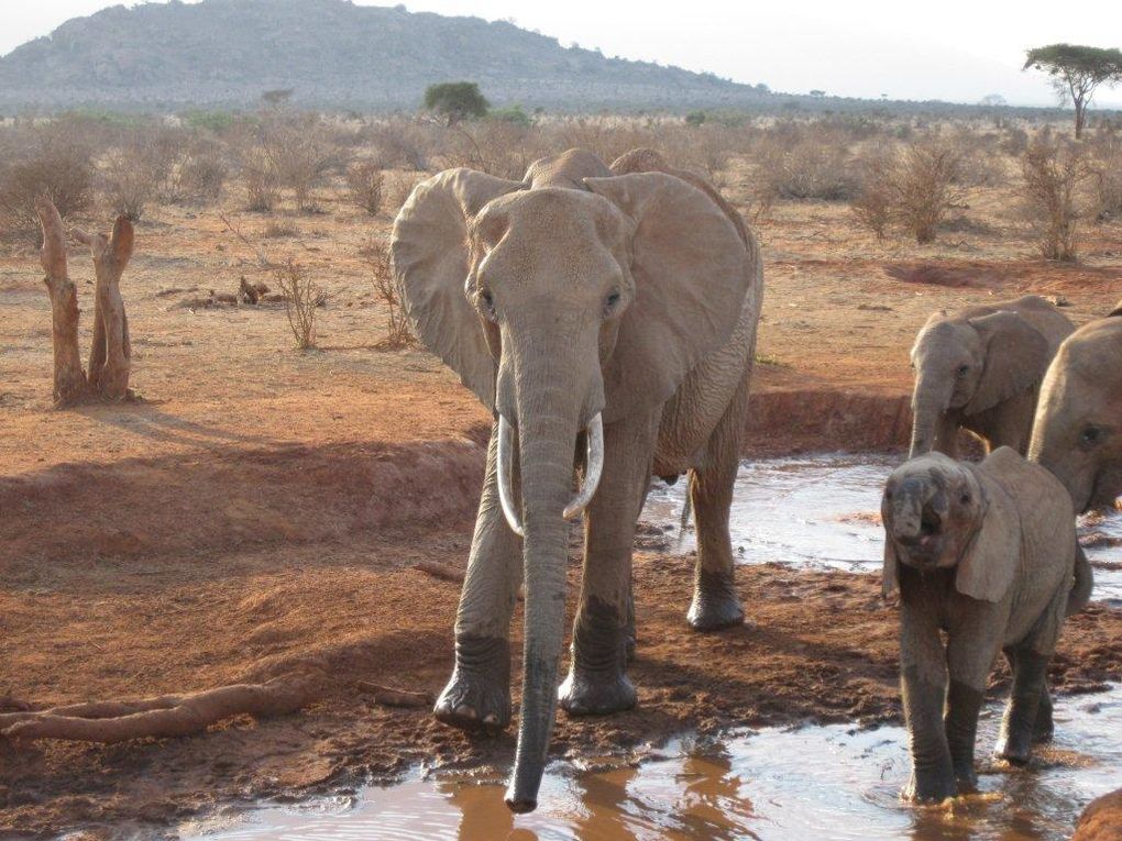 Album - octobre-2011-kenya