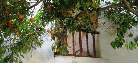 Les orangers andalous