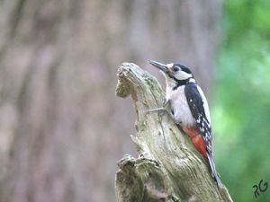 Les forêts de la Sarthe en mai 