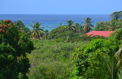 Vacances à MARIE GALANTE