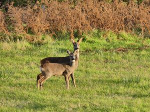 Skye - 13 Octobre (C'est la maman de Bambi ! D'ailleurs, ils ont pas tourné Bambi en Ecosse ?)