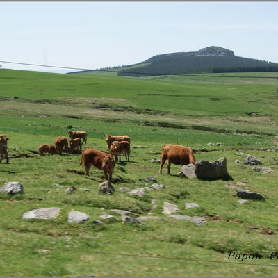 Le fin gras du Mezenc