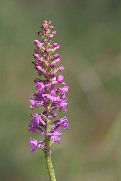 Les orchidées présentées ici ne constituent qu'un échantillon des variétés endémiques présentes dans les prés autour de Saint-Vivien en Dordogne. <br /> Elles fleurissent en général en mai, et constituent souvent de magnifiques tapis de fleurs.
Toutes les photos présentées ici sont l'oeuvre de Jacques Chazeau.