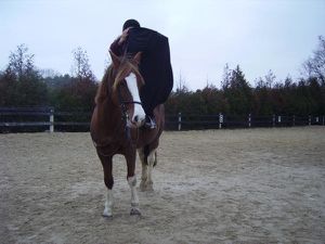 Apprendre la monte en amazone à un cheval