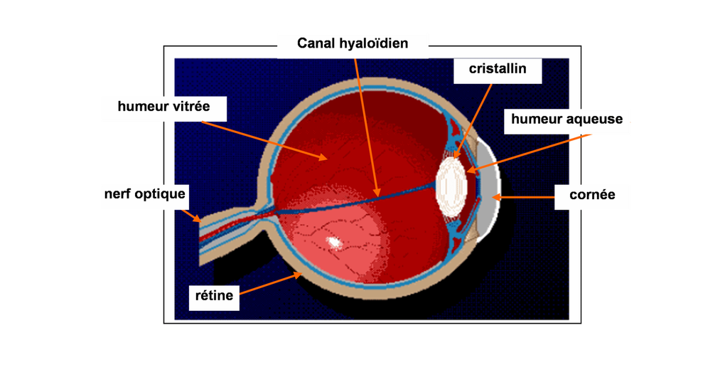 Retrouvez toute l'anatomie humaine traitable à distance par la réflexologie plantaire.