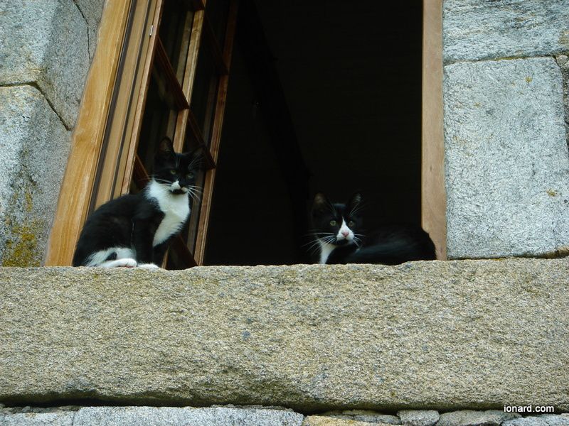 Album - les-chats-de-la-Grande-ourse