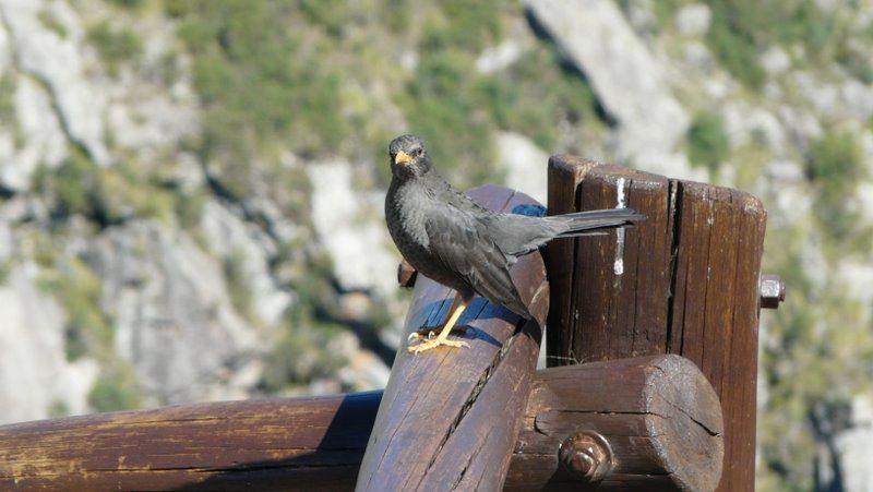 Album - Parque-del-Condorito