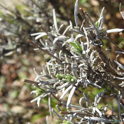 Petits bonheurs au jardin... 