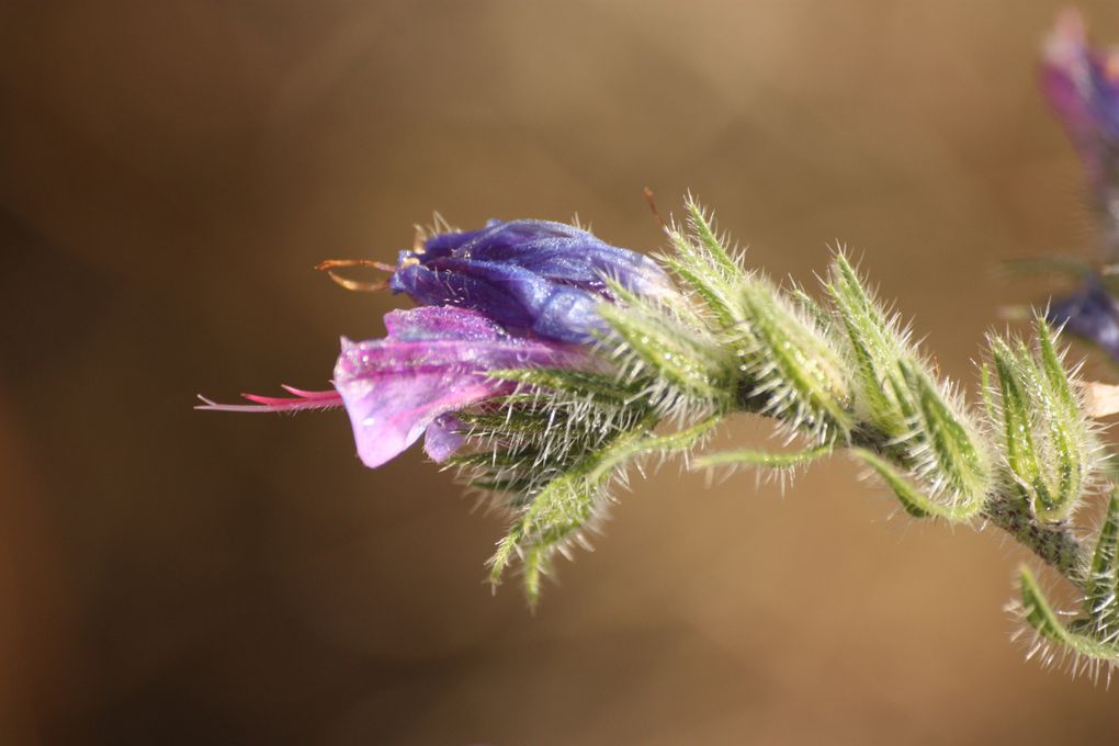 FAUNES ET INSECTES DU MASSIF