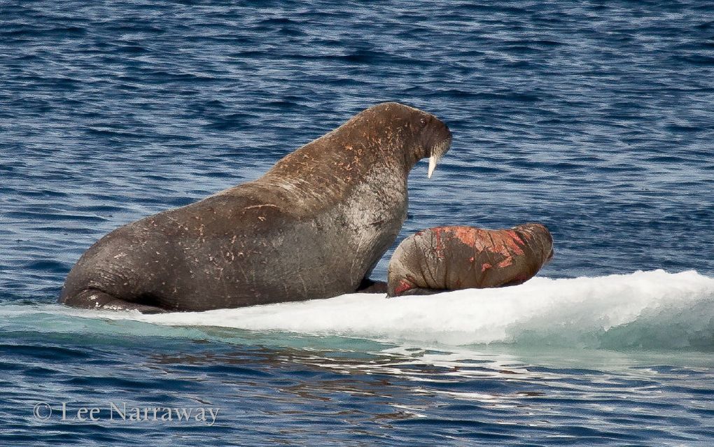 Voyage en Arctique‏