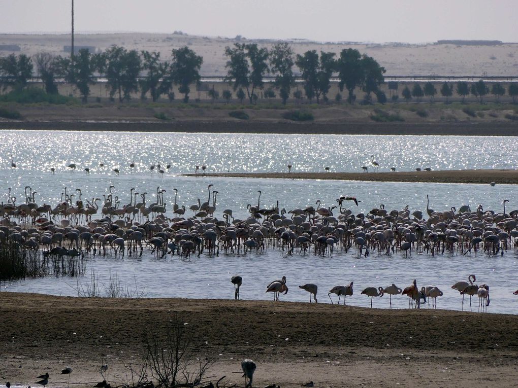 Emirats Arabes Unis, Dubaï, Abu Dhabi - Oman (Musandam) Khasab