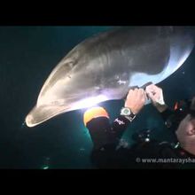 Hawaii: un delfino sott’acqua raggiunge un subacqueo per chiedere aiuto (video)