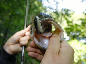 Du Bass dans les tanières