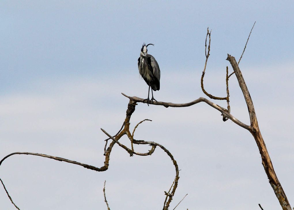 Maître héron sur un arbre perché...