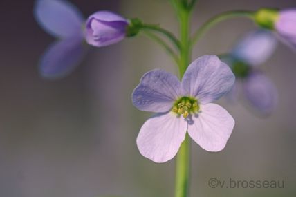 Belles cardamines des prés