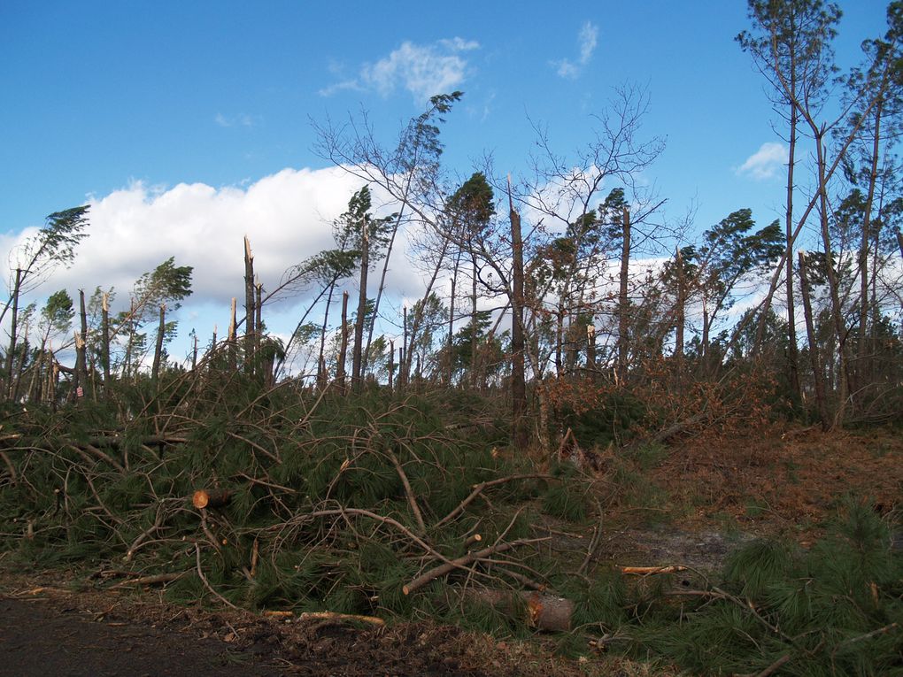 Photos de la forêt landaise après le passage de l'ouragan Klaus le 24 janvier 2009
