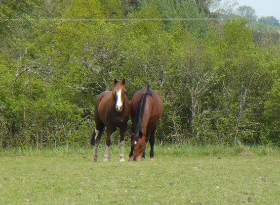 Un cheval au pré, les copains chevaux et poulains, l'alimentation, les balades, la gadoue... la belle vie quoi!