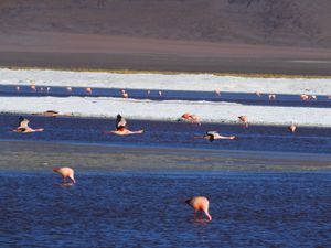 BOLIVIE #2 (13 août - 22 août 2014)