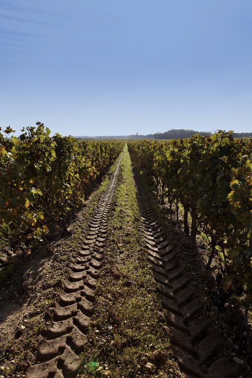 Fête du vin au"Clos de Grange Vieille"