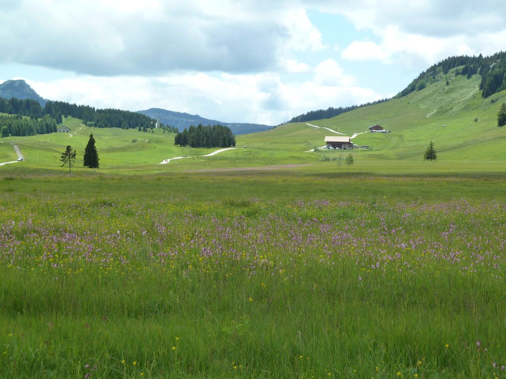 Album - Plateau-des-Glieres