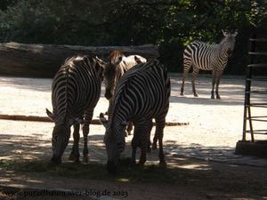 Kleiner Soldatenara, Zwergotter, Zebras, Brillenpinguine, Schneeeule, Giraffe, Elefantendame Karla