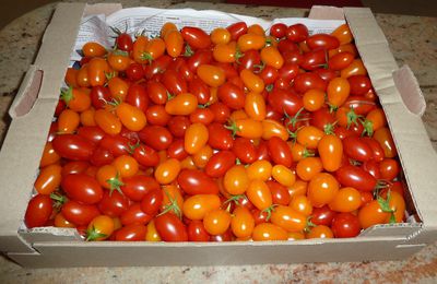 Tomates cerises 4KG