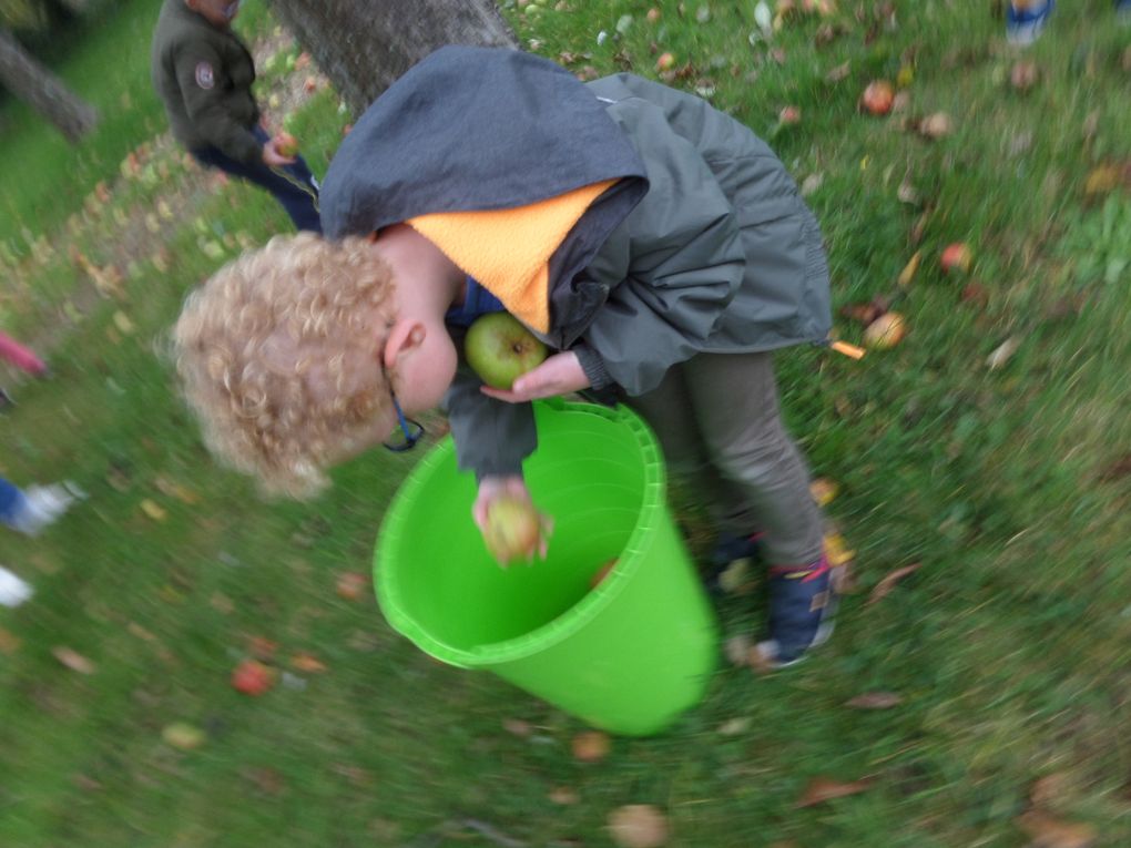 Des pommes et des pommes 