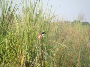 Népal -Chitwan-