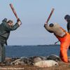 URGENT : Demandez au gouvernement de Nouvelle Ecosse de potéger les phoques gris