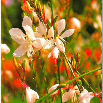 Fleurs d'été - gaura blanc