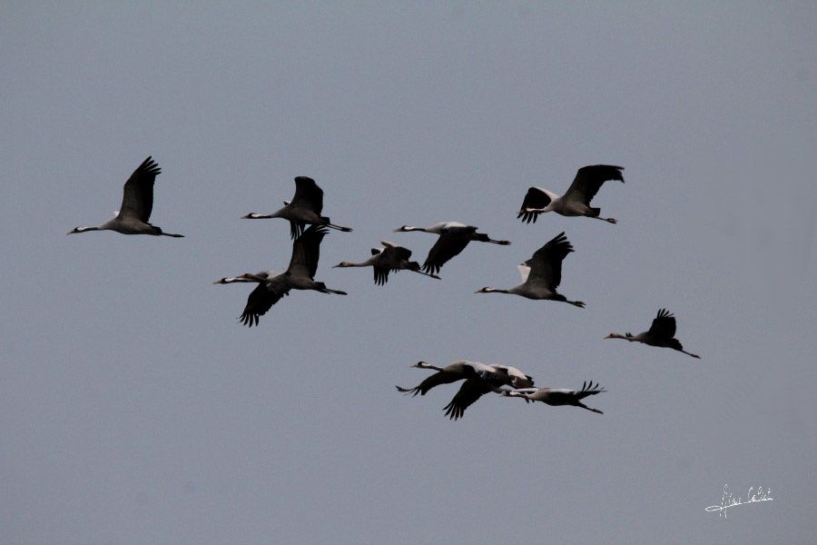 Grues cendrées