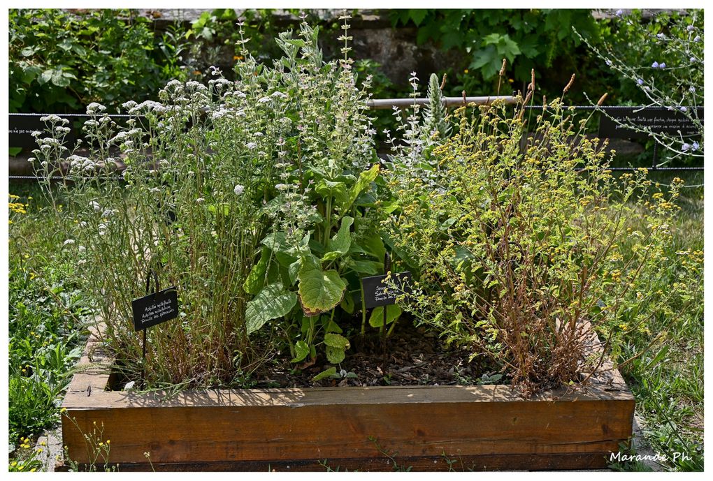 Le jardin de plantes médicinales à Hattmatt (67) au pied de l'église !