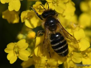 Fleurs et insectes d'avril 