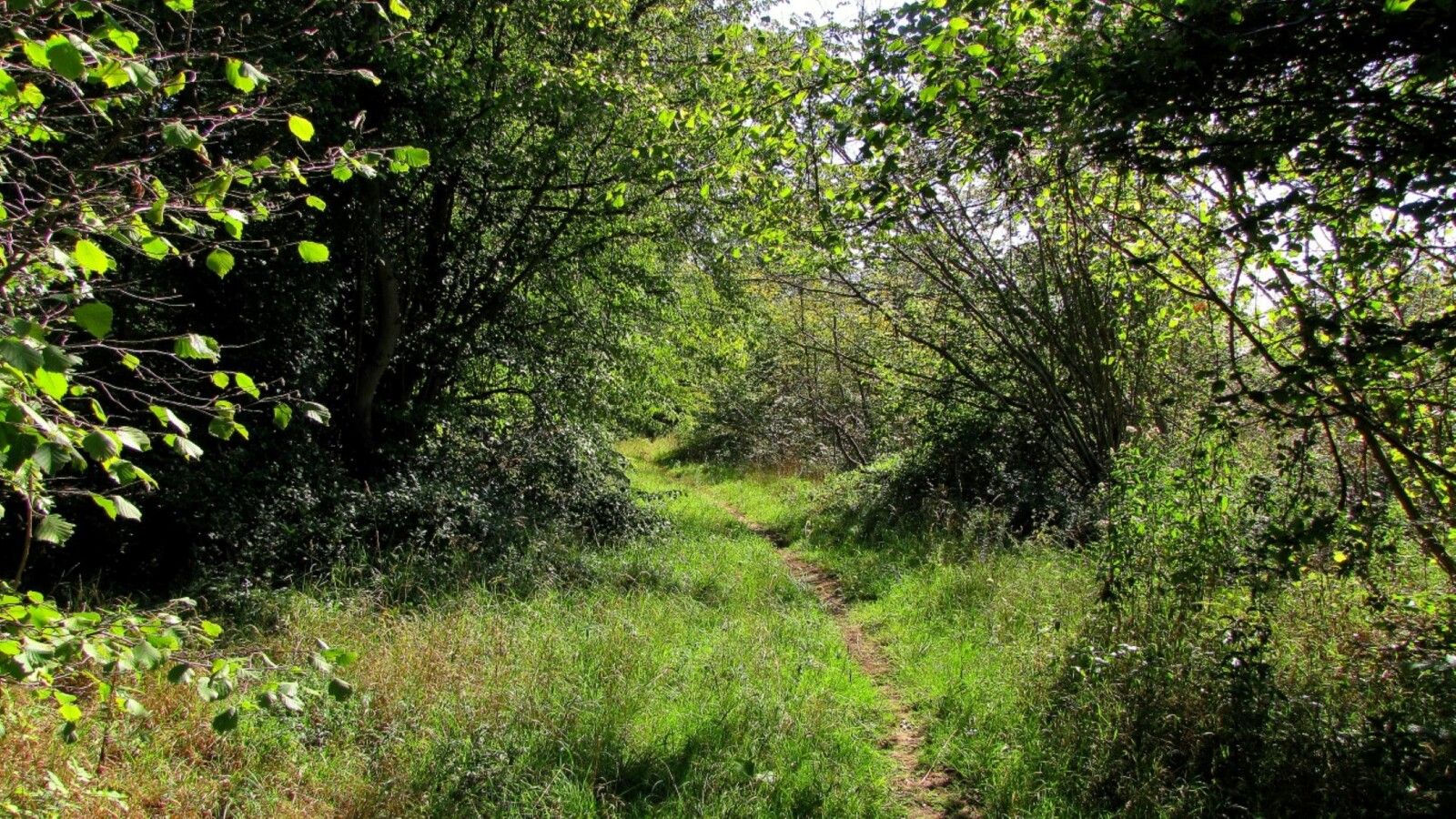 carrefour_Route du Mont des Singes_Chemin de la Forêt Saint-Pierre