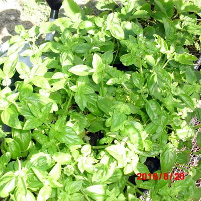 eau florale de basilic