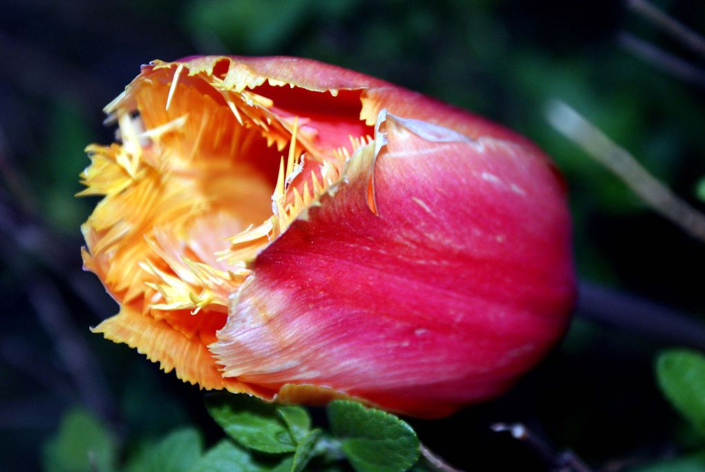 Les plantes et fleurs de mon jardin