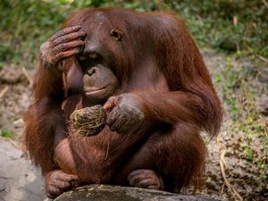 l'orang outang à Sumatra