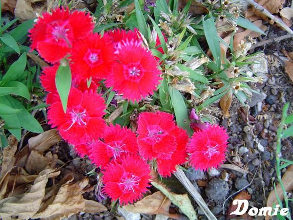 Clichés de fleurs et plantes pris au gré de mes promenades...