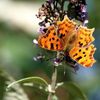 Gamma ou robert le diable (Polygonia c-album)