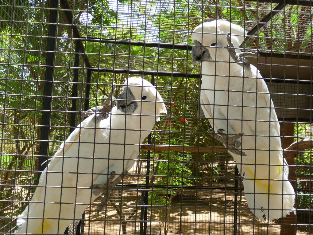 Album - Reserve des oiseaux exotiques