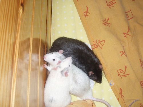 Album - Les rats