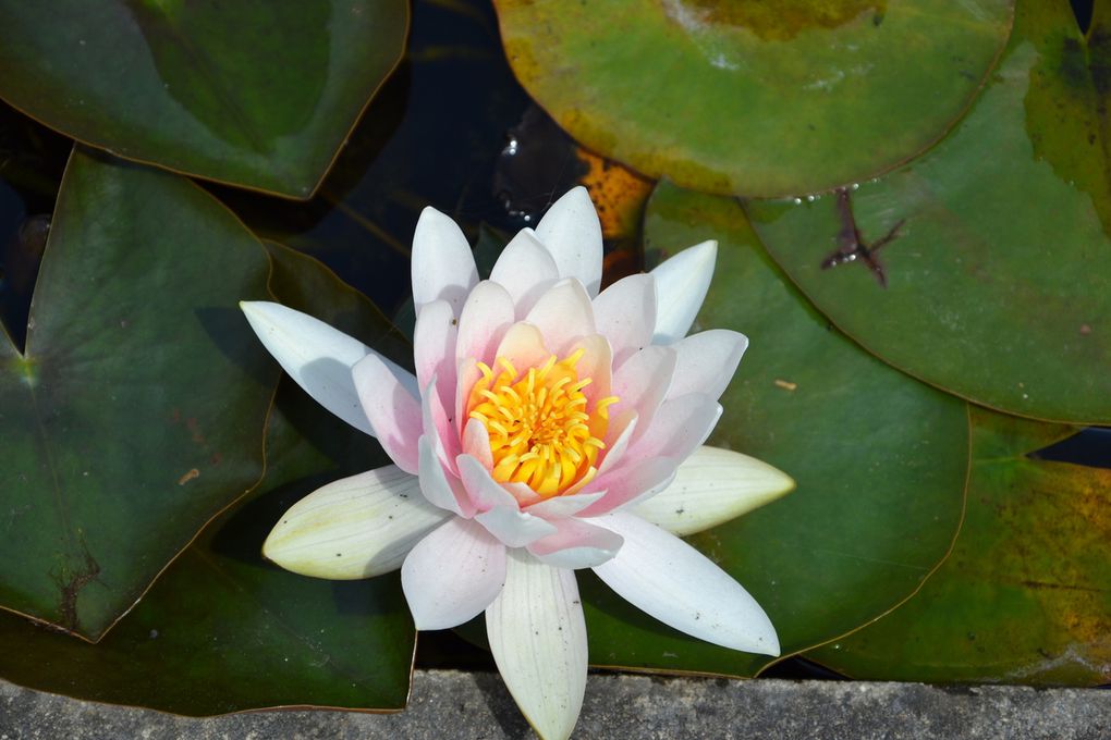 Sortie au jardin des nénuphars GS Rencontre avec...