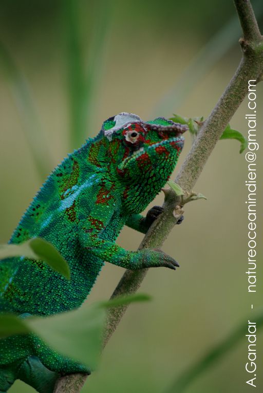 Photos du Caméléon panthère, Furcifer pardalis, espèce introduite à LA Réunion depuis Madagascar