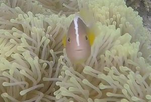i find Nemo
