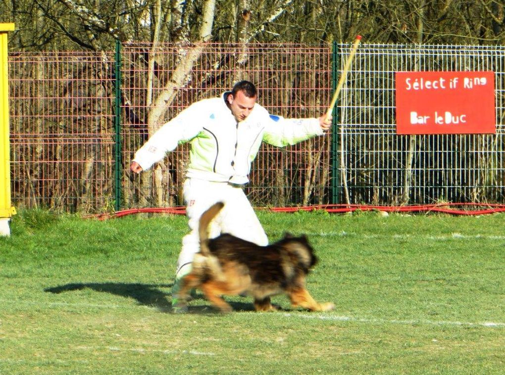 Concours de ring avec le club canin