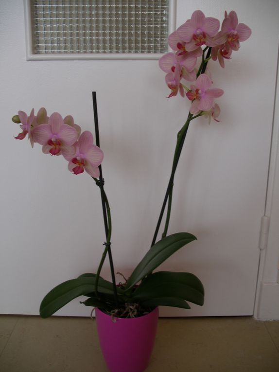 Album - phalaenopsis
