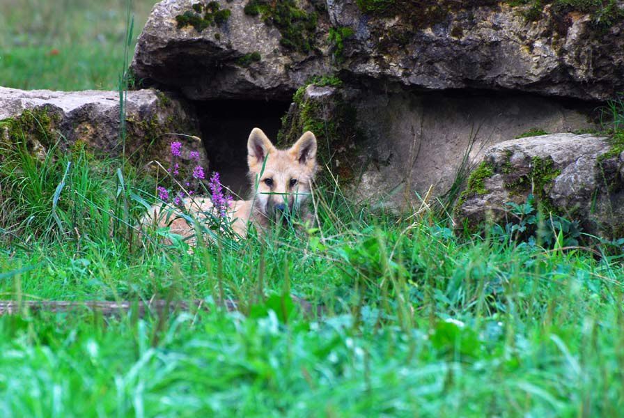 Album - Le-retour-du-loup