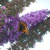 Papillons du jardin