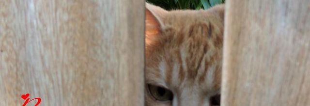 tant attendu  !...... ce poids....
