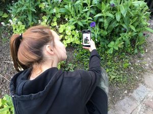 Un herbier sur votre smartphone